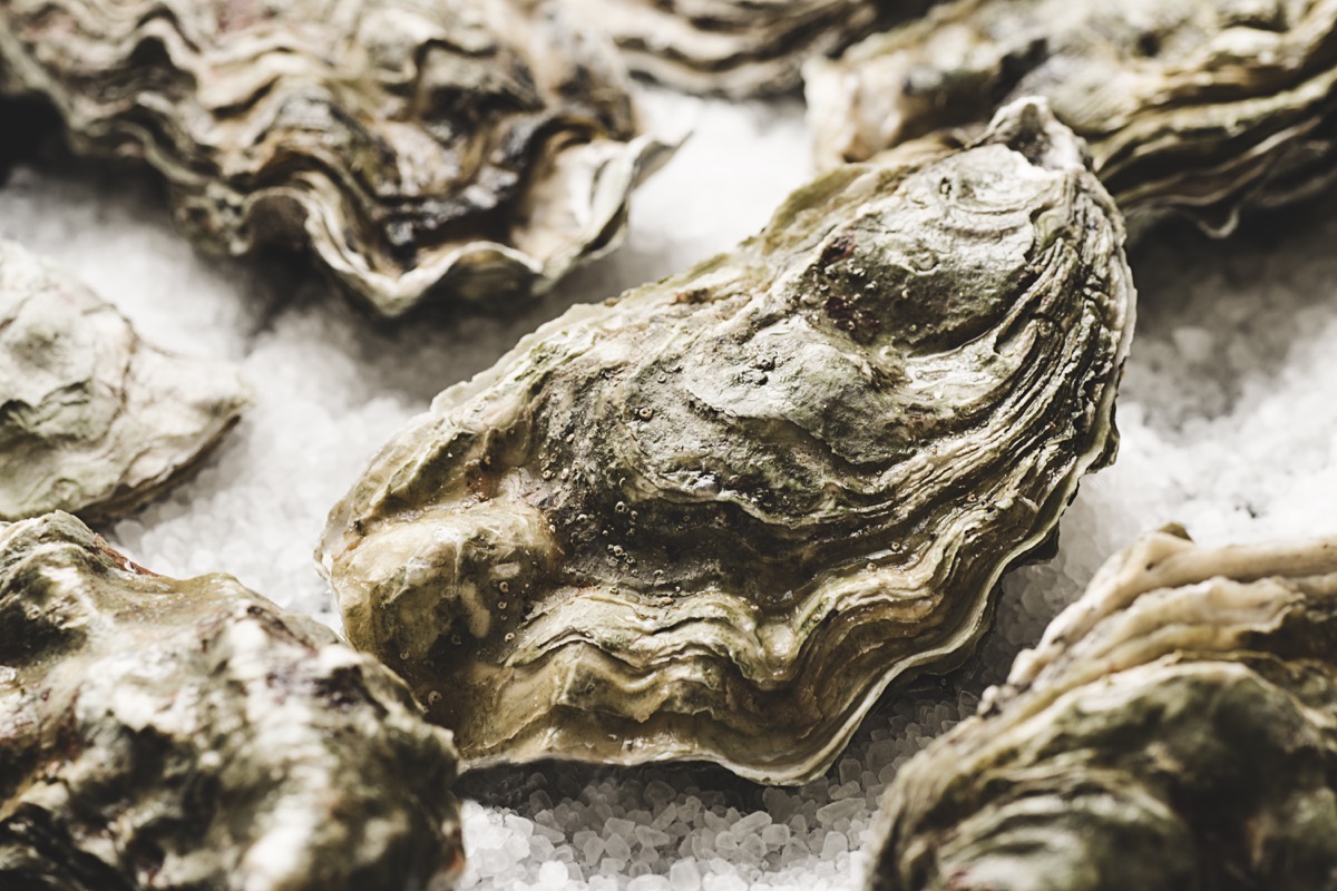 Close-up of raw fresh oysters on the salt background