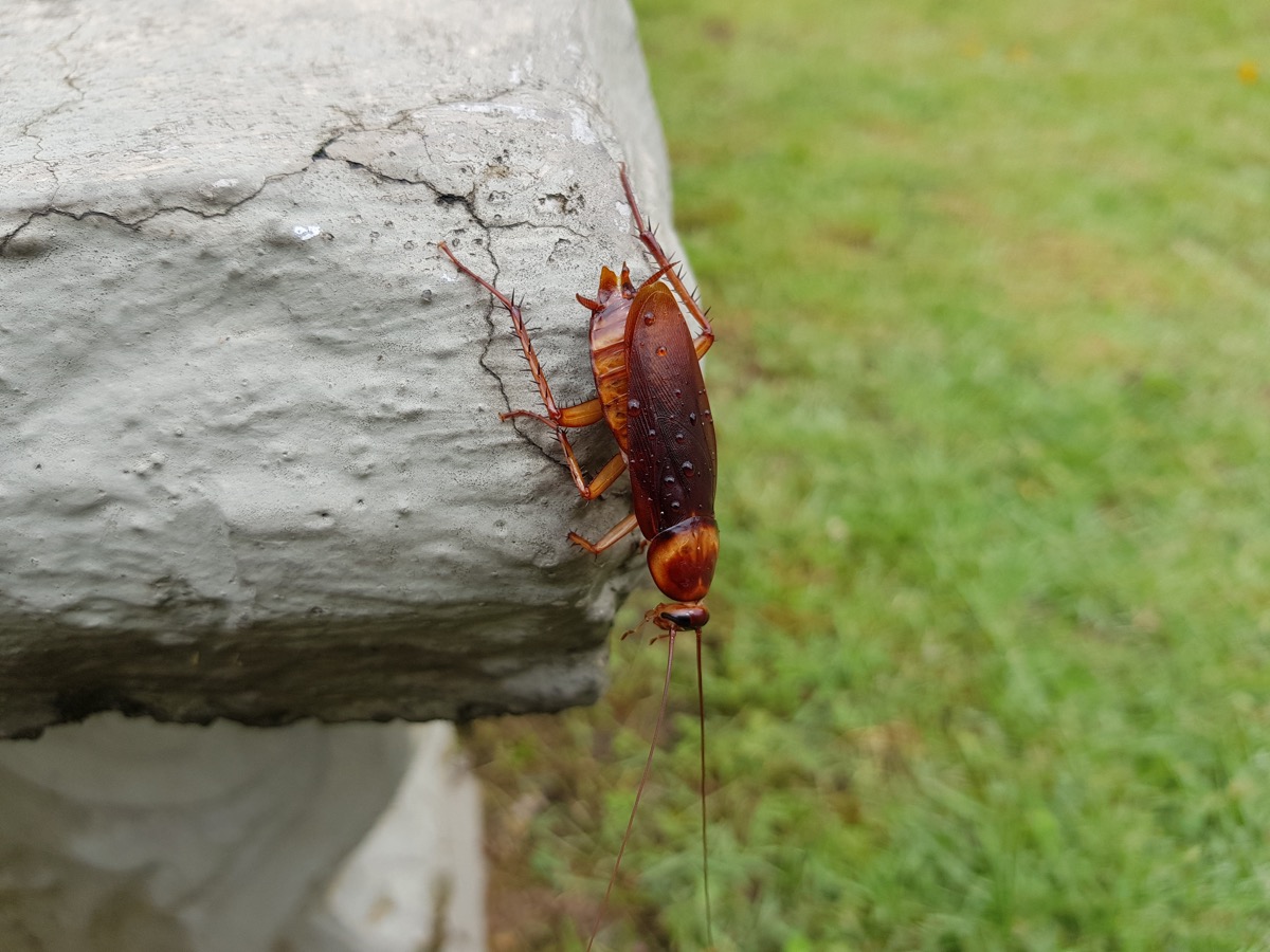 Palmetto bug or cockroach