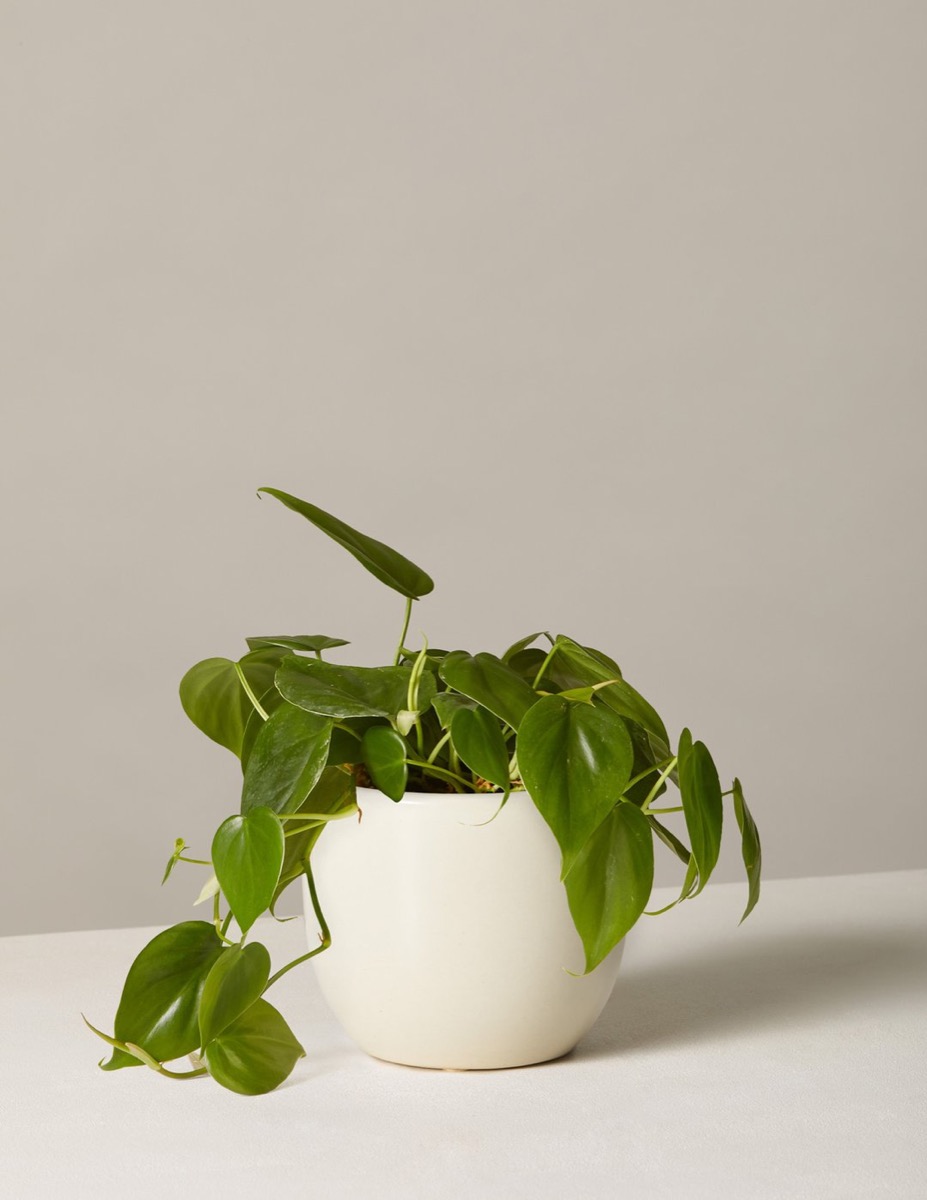 potted plant in white pot
