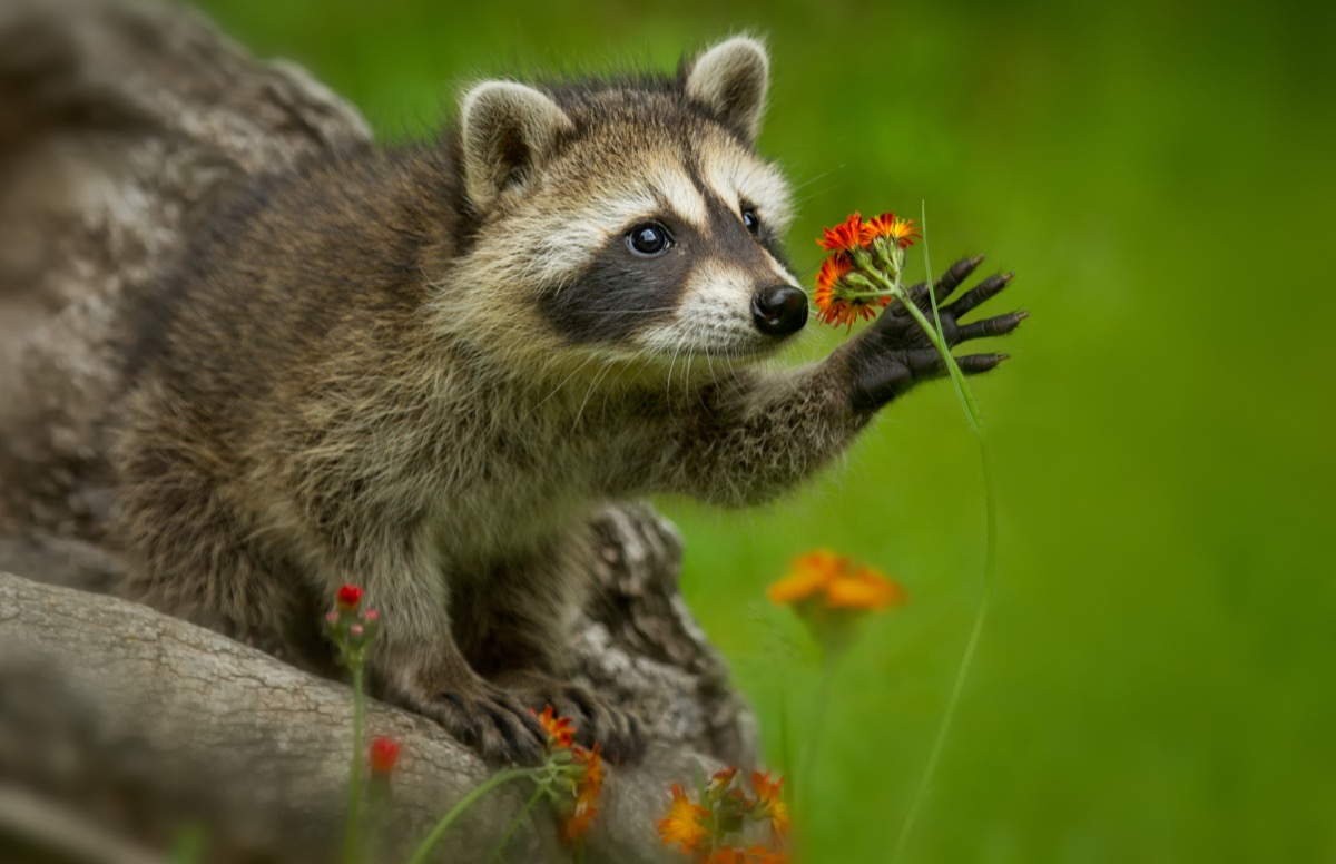 Raccoon smelling a flower