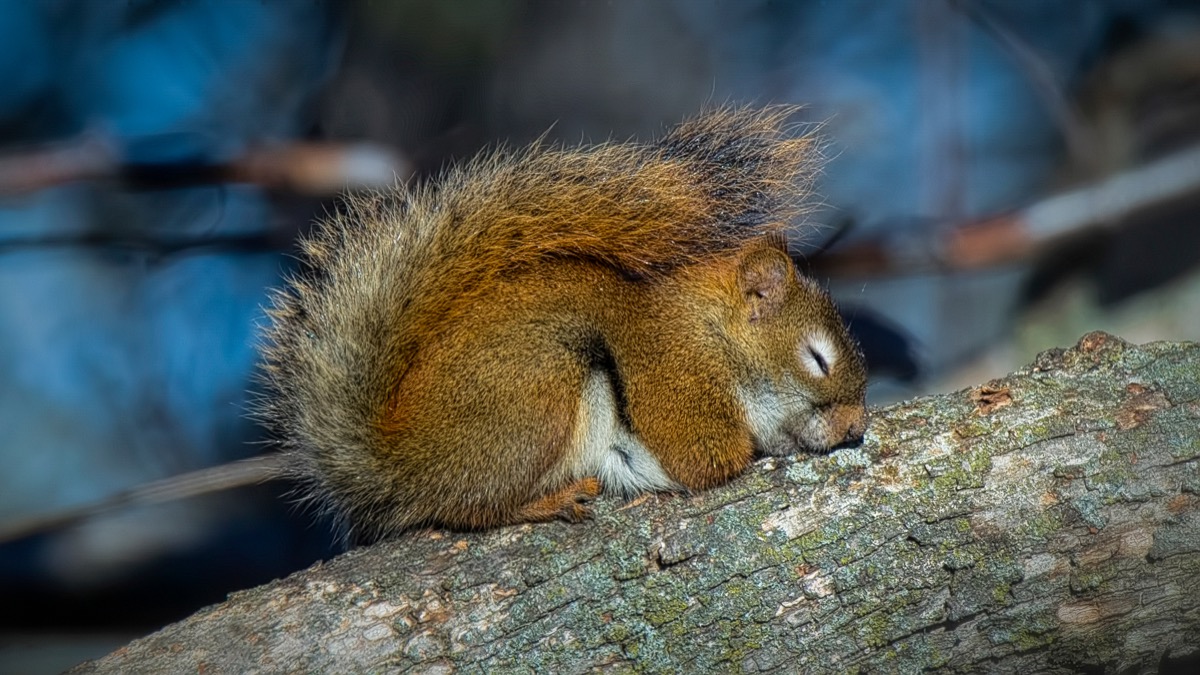 red squirrel asleep on tree branch