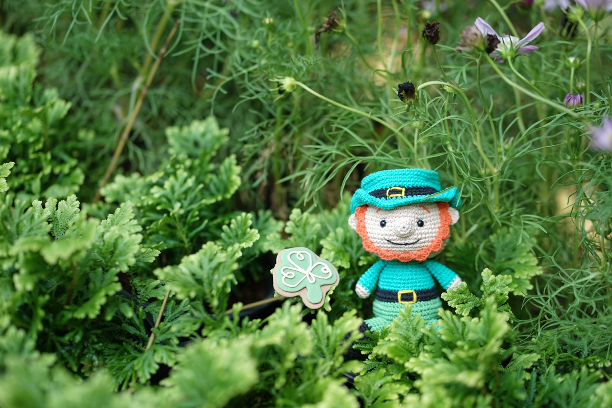 cute crochet doll of leprechaun and a lucky shamrock ginger bread cookie in the wood