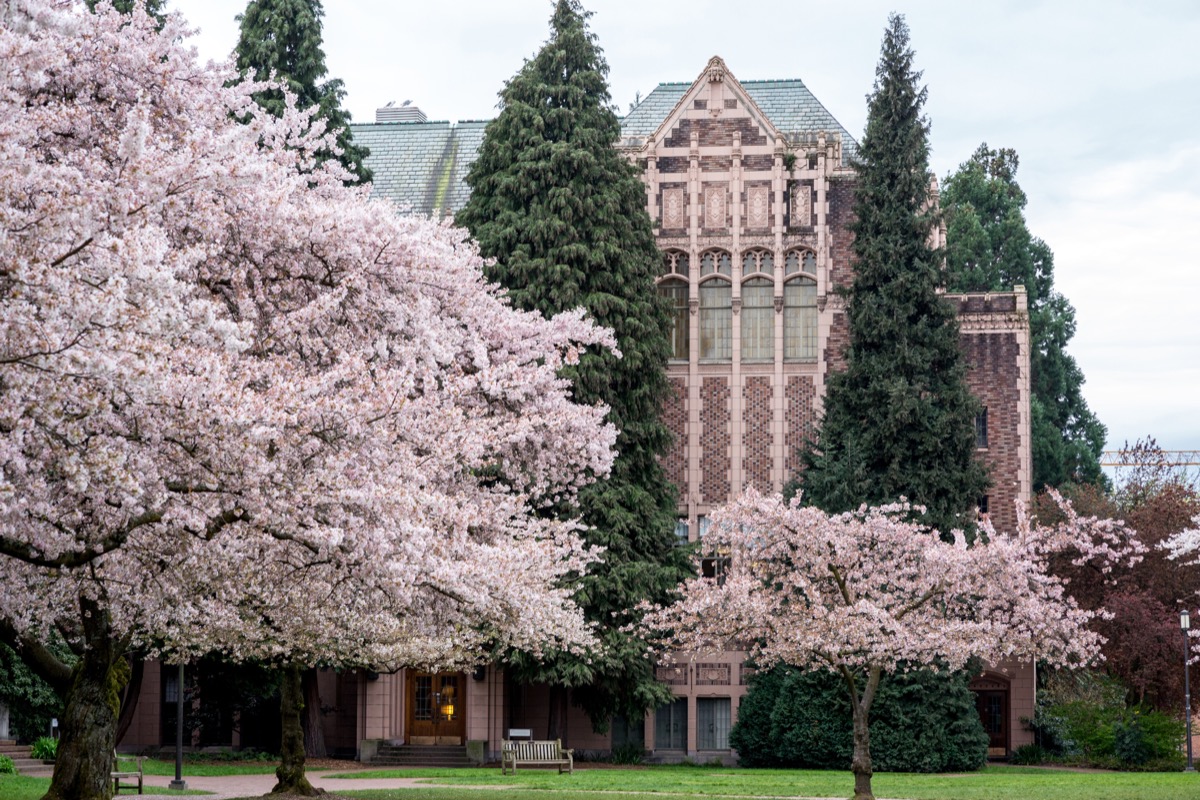 Cherry blossom trees in front of a gowen hall building in the University of Washington
