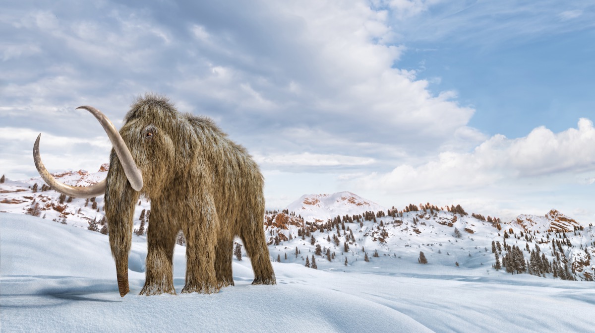 Woolly mammoth set in a winter scene environment. 16/9 Panoramic format. Realistic 3d illustration.
