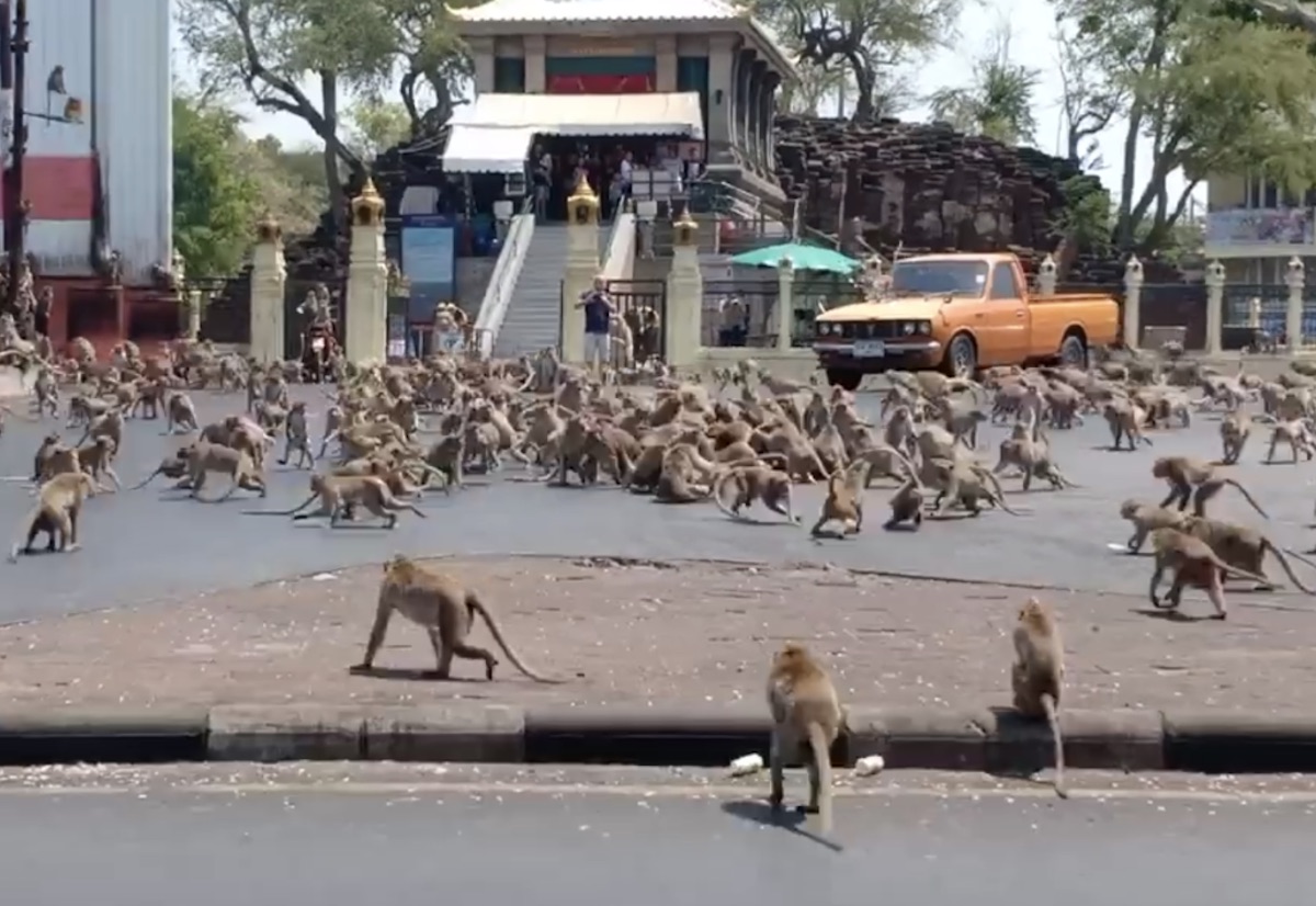 A mob of monkeys in city plaza in Thailand amid coronavirus