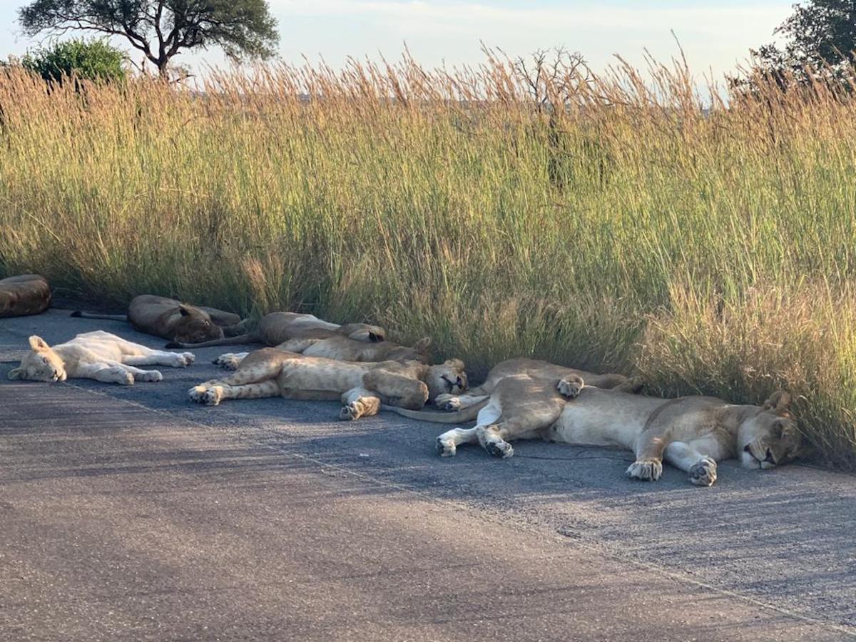 Lion pride lying on the tar road just outside of Orpen Rest Camp at Kruger National Park amid coronavirus