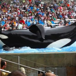 Blackfish documentary