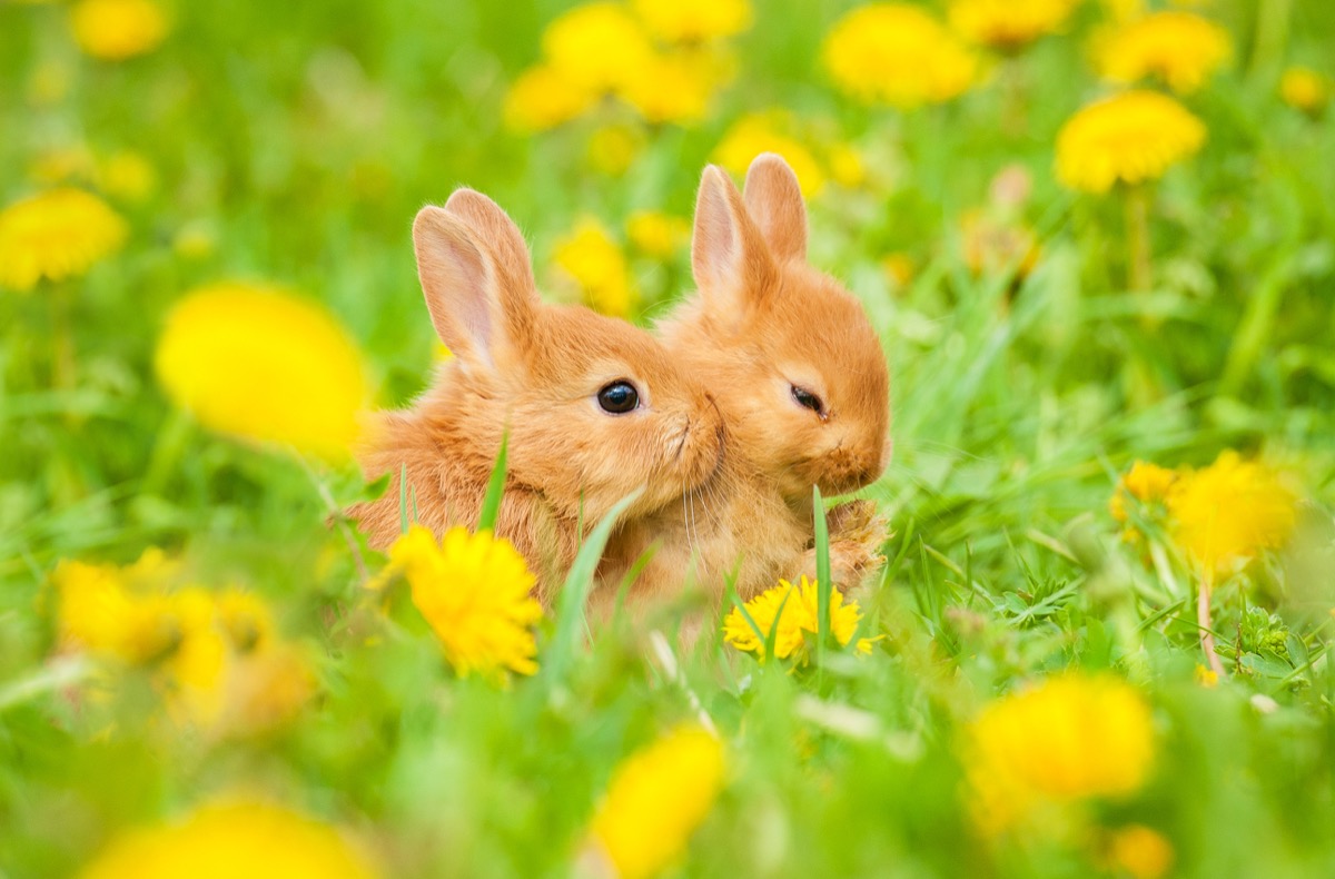 13 Incredible Easter Bunny Facts You Never Knew — Best Life