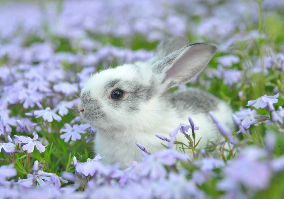 Bunny in a flower field
