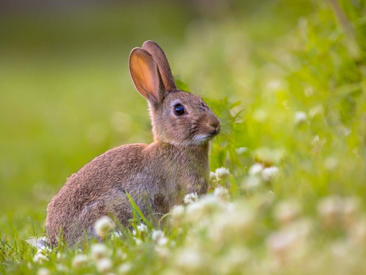 13 Incredible Easter Bunny Facts You Never Knew — Best Life