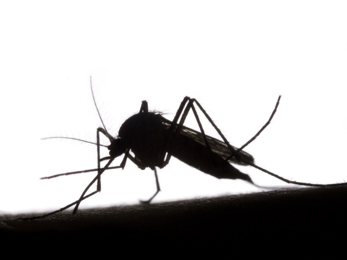Black and white silhouette of mosquito