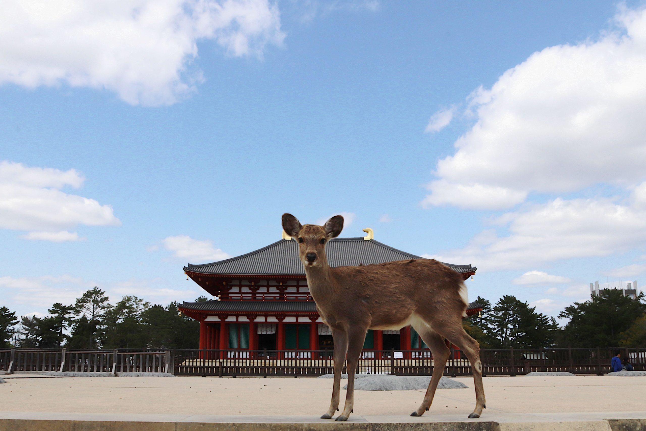 Deer in front of Buddhist temple in Nara Japan amid coronavirus