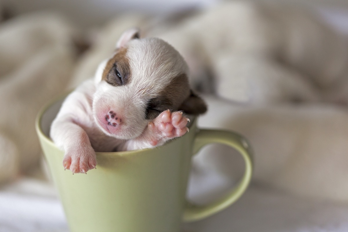 dog in a coffee cup
