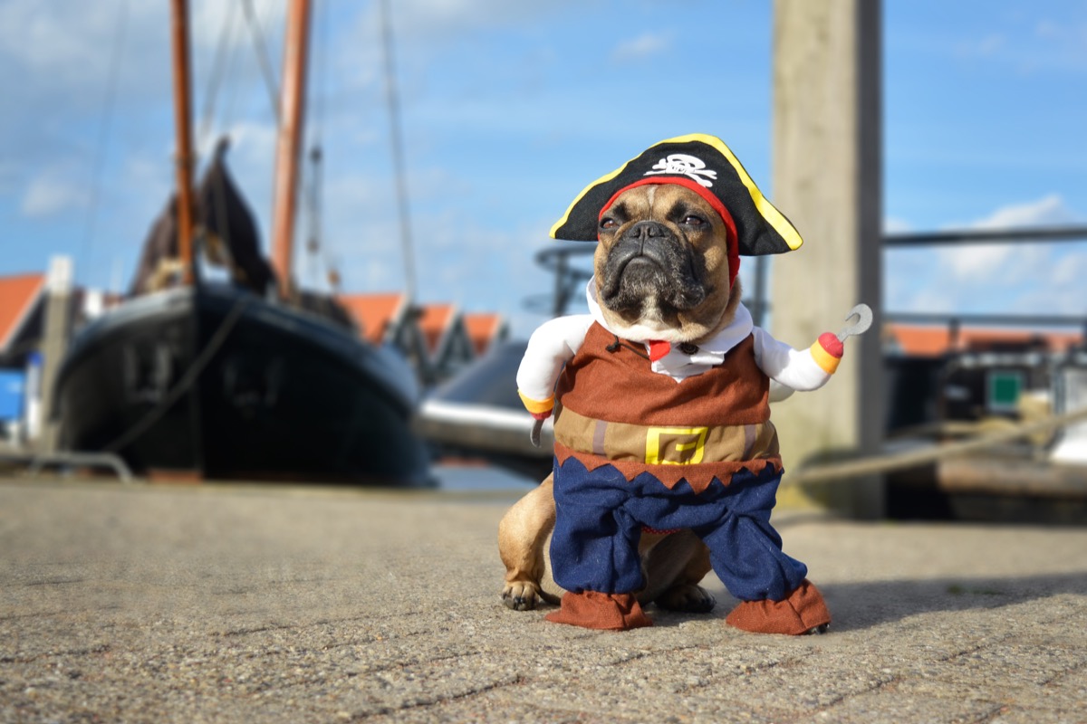 dog photography in a pirate costume