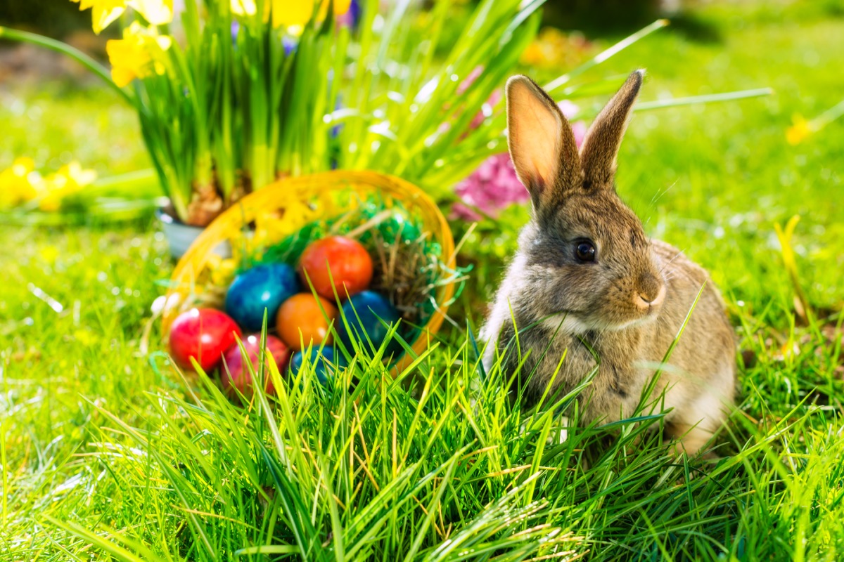 Easter Bunny Facts