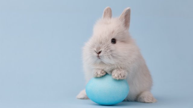 13 Incredible Easter Bunny Facts You Never Knew — Best Life