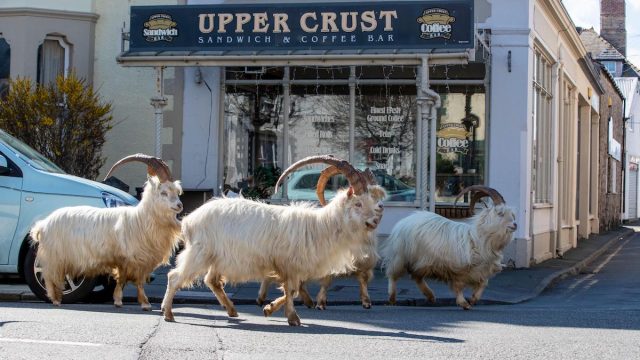A herd of goats take advantage of quiet streets near Trinity Square, in Llandudno, north Wales