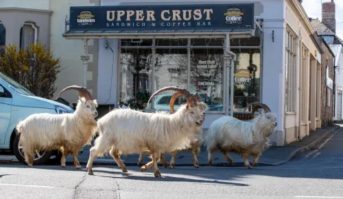 A herd of goats take advantage of quiet streets near Trinity Square, in Llandudno, north Wales