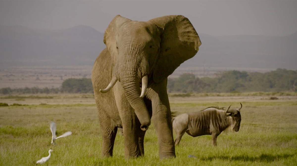 Still from The Ivory Game documentary