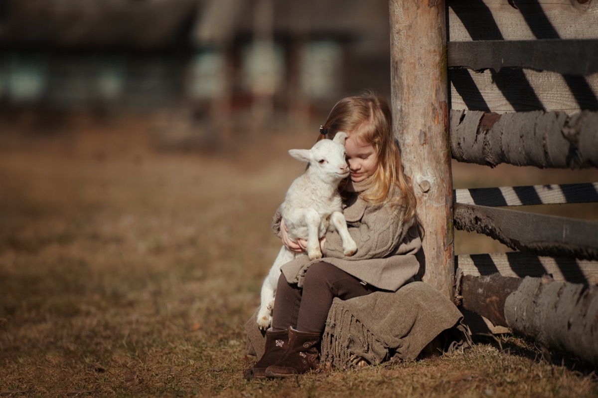 little girl and her lamb in the field