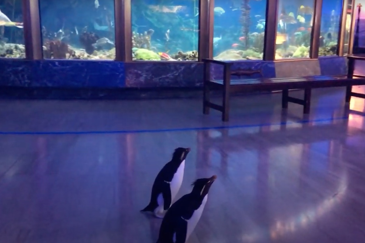 two penguins roam the halls of an aquarium in chicago