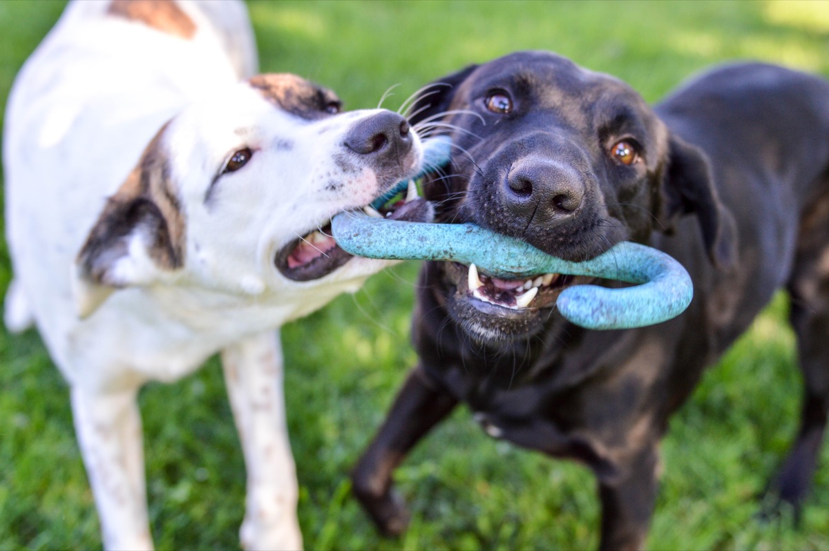 Mixed breed puppy and black labrador retriever playing with a tug of war toy together outdoors