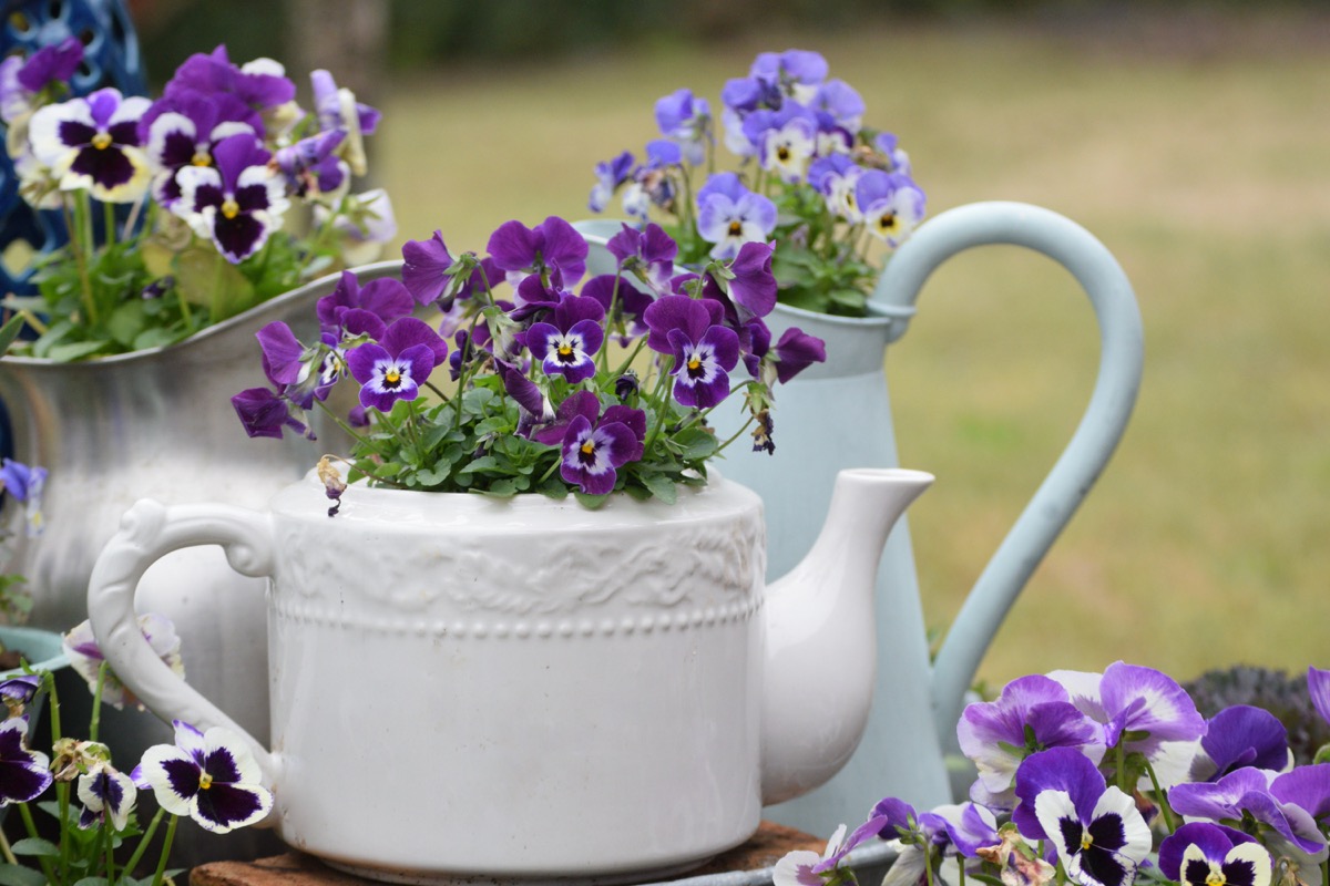 Blooming Pansy and Viola Plants in Old Fashioned Teapot and Metal Pitchers