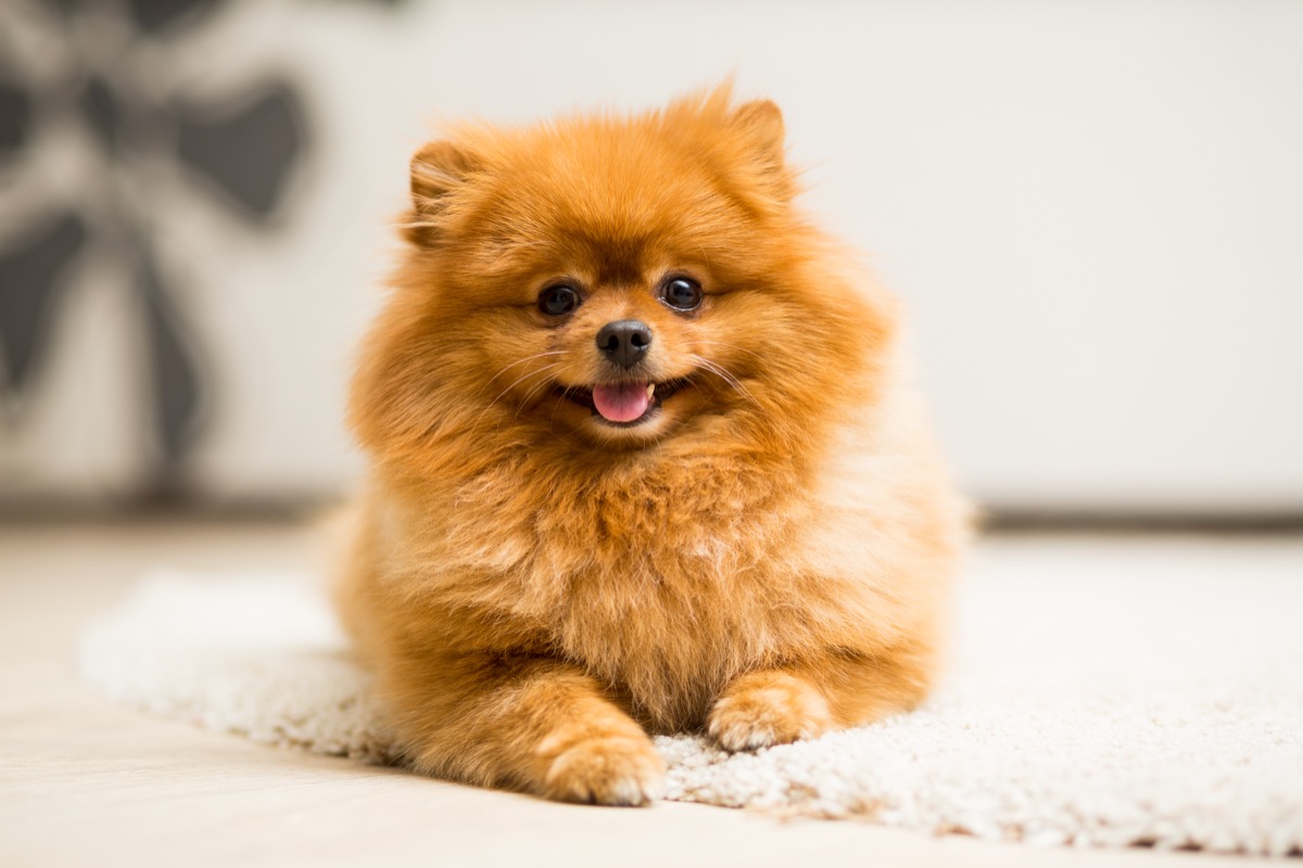 Dog breed Pomeranian Spitz red color lies on the carpet