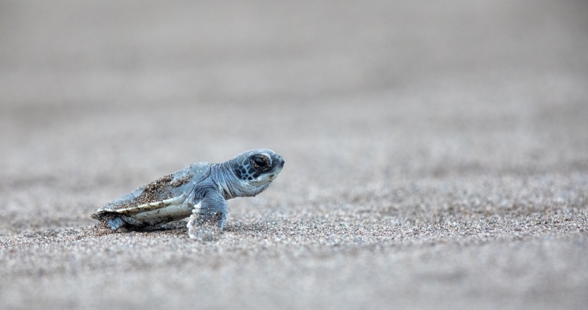 Green Sea Turtle (Chelonia mydas), hatchling, Tortugeuro National Park, Costa Rica