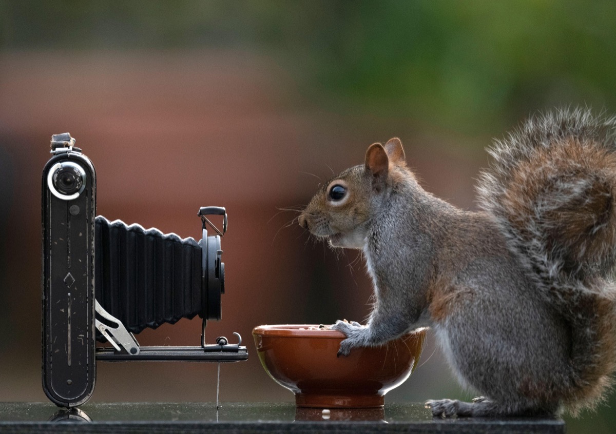 2BDA9KR London, UK. 8th April 2020. Grey squirrel appears to grin into a bellows camera in a suburban garden. Credit: Malcolm Park/Alamy Live News.