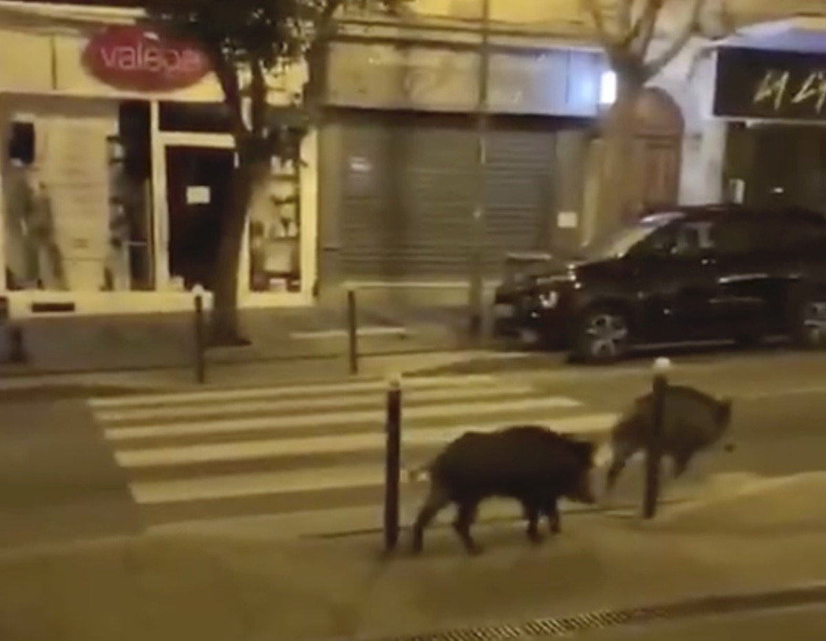 video of wild boar roaming the streets of paris amid coronavirus