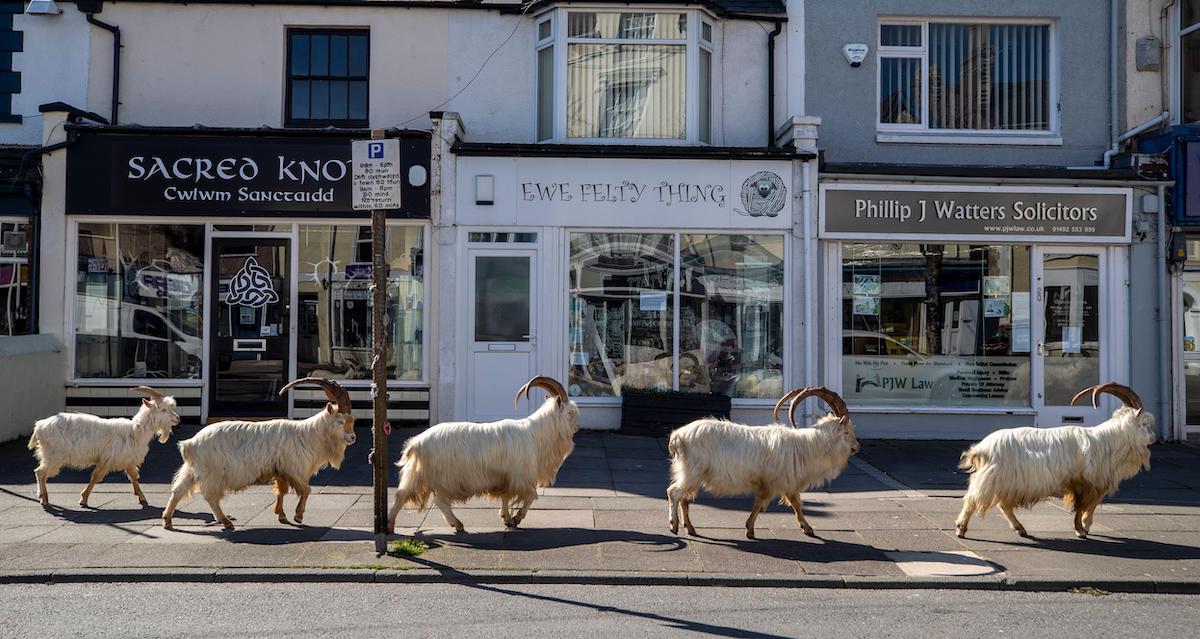 A herd of goats take advantage of quiet streets near Trinity Square, in Llandudno, north Wales. The gang of goats has been spotted strolling around the deserted streets of the seaside town during the nationwide lockdown.