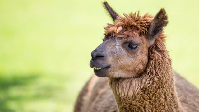 brown llama named chocolate could help cure coronavirus