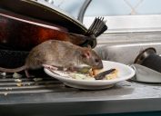 rat eating food on counter in plate