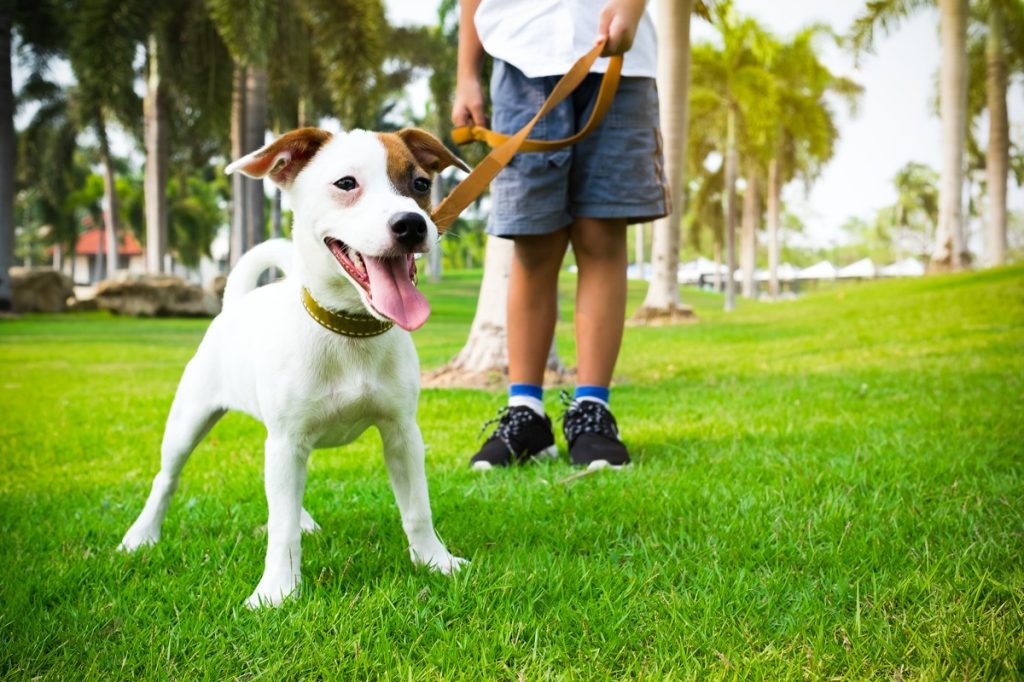 Owner and Jack Russell terrier walking in a park