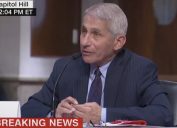 anthony fauci on june 30, testifying in front of senate
