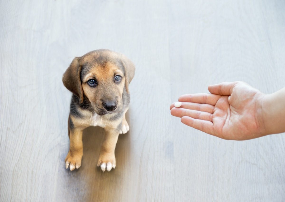 white hand giving pill or medication to cute puppy