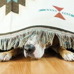 scared dog hiding under bed