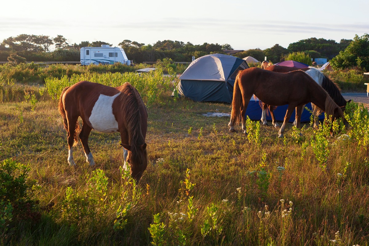 wild ponies grazing near a campsite at Assateague Island National Seashore in Maryland