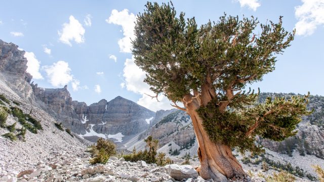 Landscape at Great Basin National Park, Nevada. Scenic view of Wheeler Peak. A large Bristlecone Pine tree in the foreground. A blue clouded sky above.