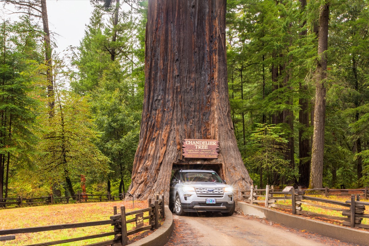 a car drives through a tree in california