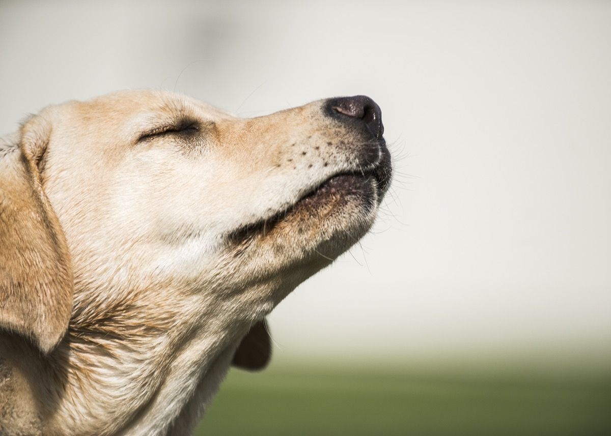 Dogs Can Tell You If You Have Coronavirus as Well as a Test  Study Finds - 83