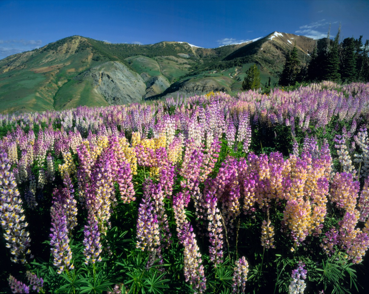 flowers on a mountain in jarbidge wilderness area