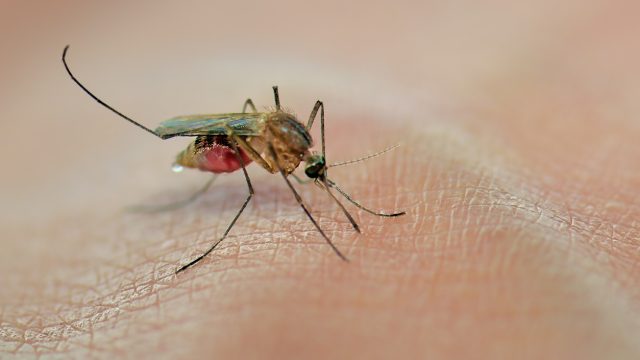 A mosquito sucking blood on human skin
