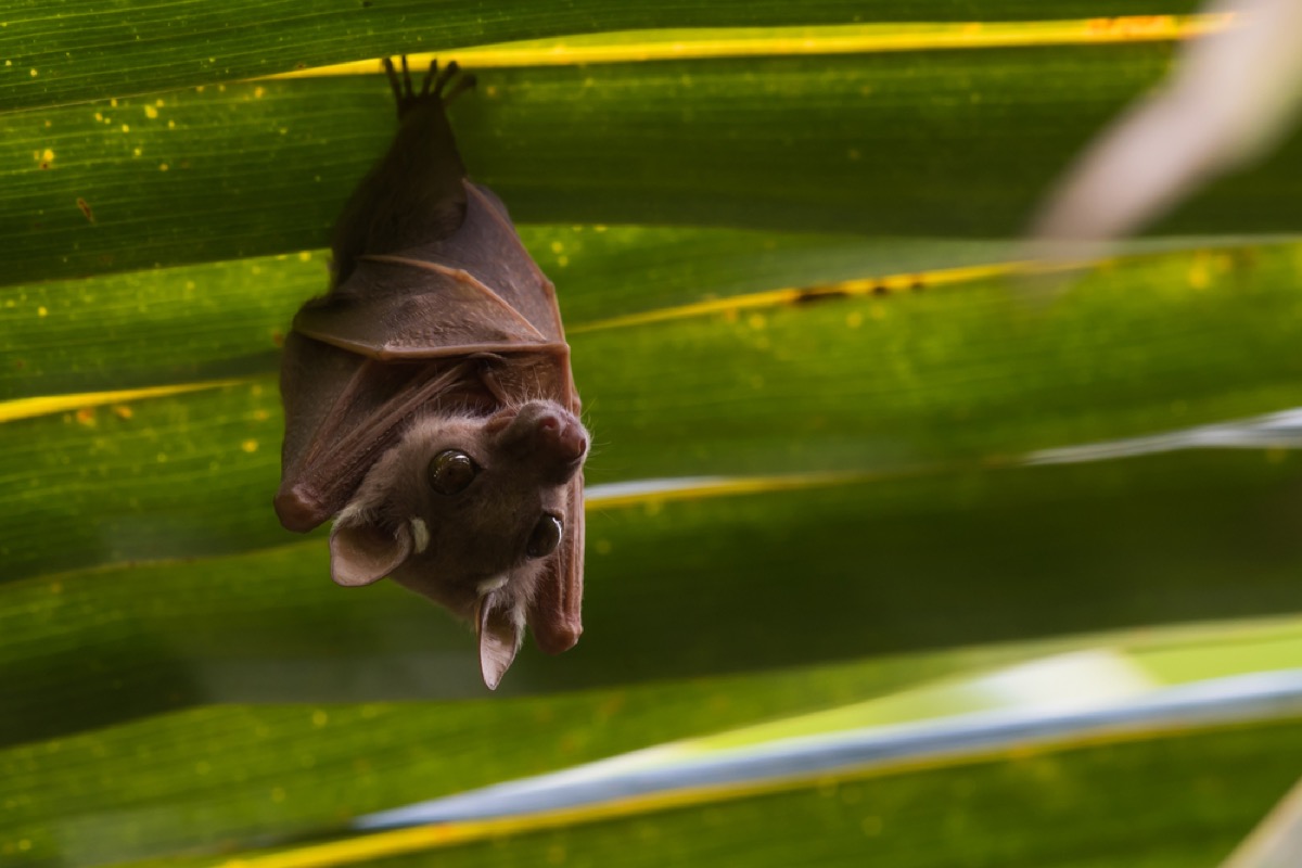 tiny fruit bat hanging upside down