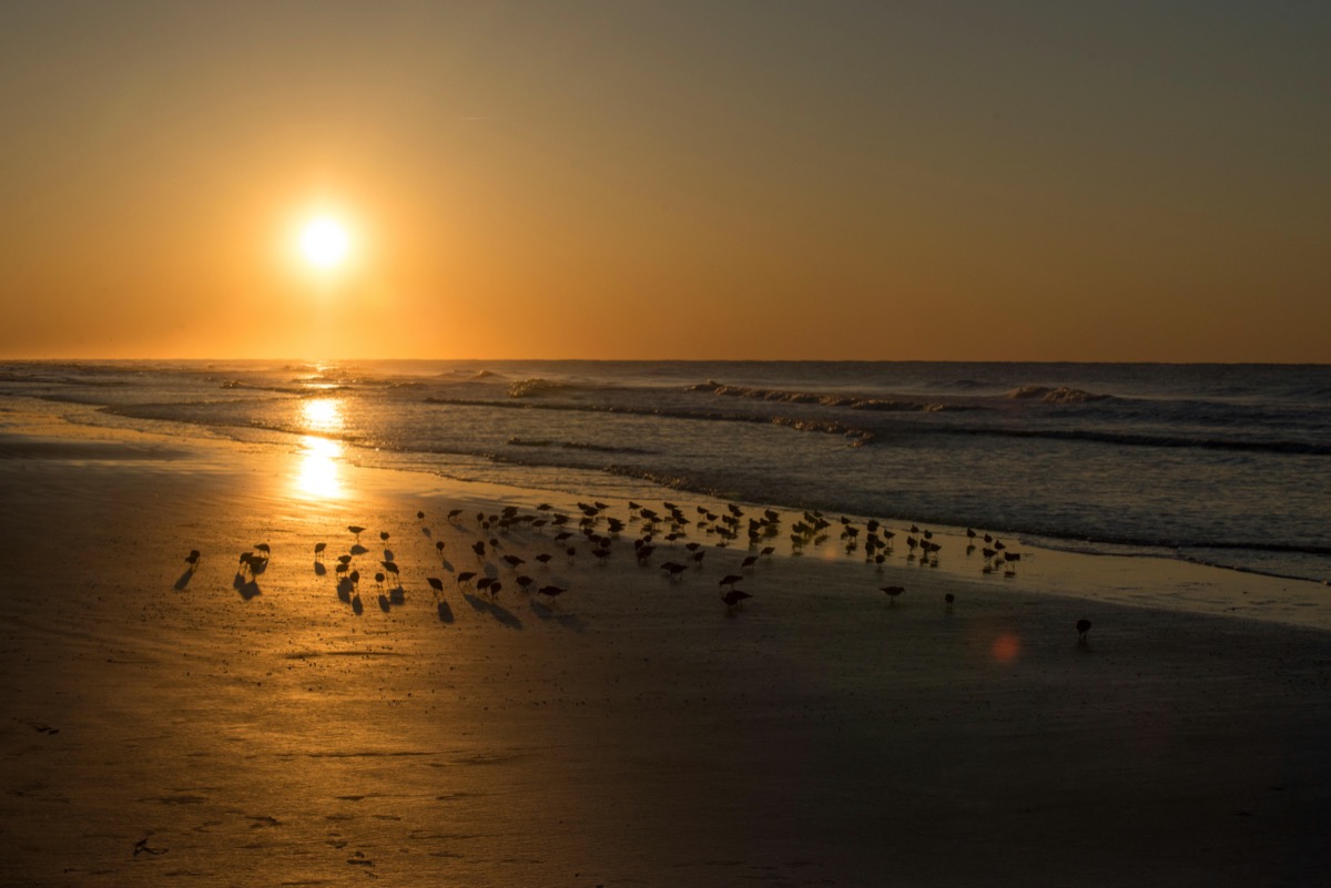 Red Knots and Sunrise over Atlantic Ocean, Sunset Beach, North Carolina