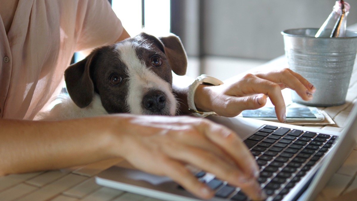Woman working from home during coronavirus pandemic with her dog