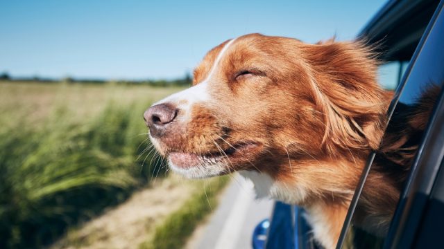 Dog enjoying open car window