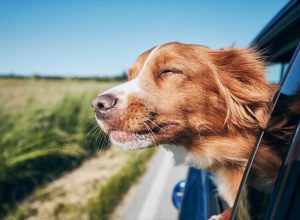 Dog enjoying open car window