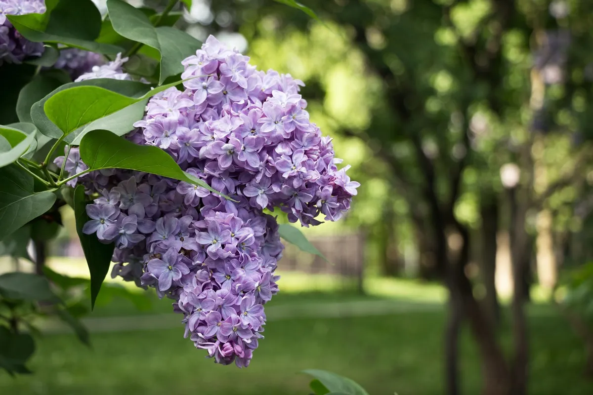 Lilacs on branch